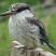 Striped Kingfisher